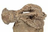Fossil Crinoid (Jimbacrinus) - Gascoyne Junction, Australia #188633-2